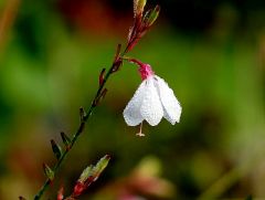 Strauchblüte Mit Tautropfen Strauchblüte Mit Tautropfen