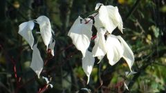 Blüten Tachentuchbaum Blüten Tachentuchbaum