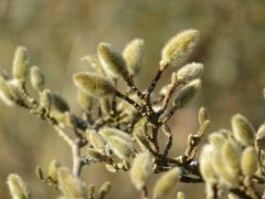 Knospen vvon Sternmagnolien Knospen vvon Sternmagnolien