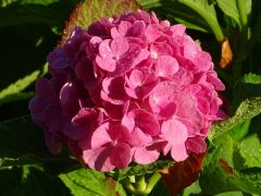 Hortensie Hortensie
