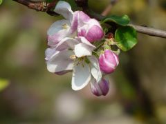 Blüte vom Apfelbaum Blüte vom Apfelbaum