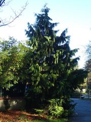 Baum mit Lichteinwirkung Baum mit Lichteinwirkung