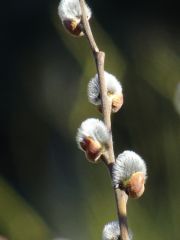 Weidenkätzchen Weidenkätzchen