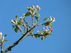 Apfelbaumblüten Apfelbaumblüten