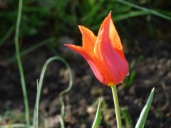 Tulpe Tulpe