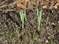 Neue Triebe Neue Triebe