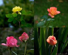 Collage Rosen Collage Rosen
