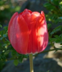Tulpe Tulpe