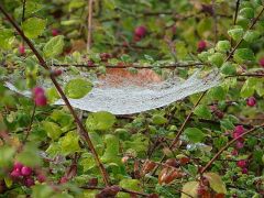 Spinnennetz Mit Tautropfen Spinnennetz Mit Tautropfen