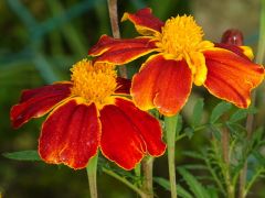 Tagetes Tagetes