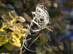 Vertrocknet Vertrocknet