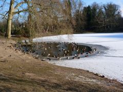 Ententeich Ententeich