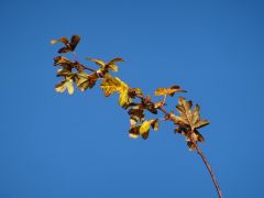 Herbstblätter Herbstblätter