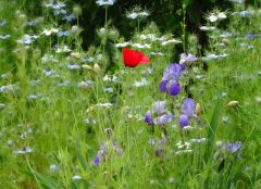 Blumenwiese Blumenwiese