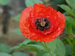 Mohn mit Bienen Mohn mit Bienen