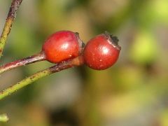 Hagebutten Hagebutten