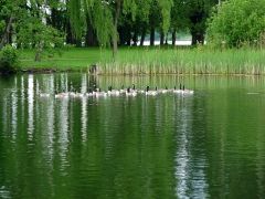 Kanadagänse am Dieksee (Archiv) Kanadagänse am Dieksee (Archiv)