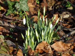 Dir ersten Schneeglöckchen Dir ersten Schneeglöckchen
