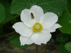 Blüte mit Insekt Blüte mit Insekt