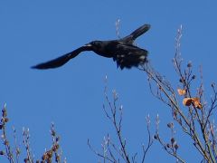 Rabe Im Flug Rabe Im Flug