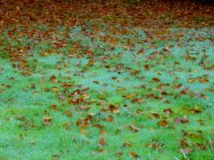 Wiese Mit Laub Wiese Mit Laub