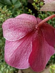 Morgentau Rose Morgentau Rose