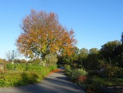 Baum und Herbstblätter Baum und Herbstblätter