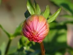 Dahlienknospe Dahlienknospe