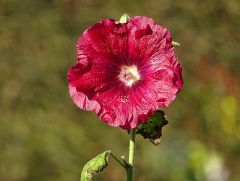Stockrose Im Oktober Stockrose Im Oktober