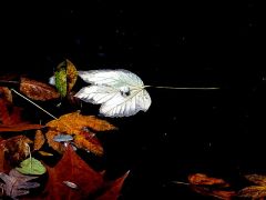 Blätter Im Teich Blätter Im Teich