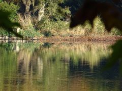 Spiegelung Spiegelung