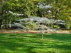 Taschentuchbaum Taschentuchbaum