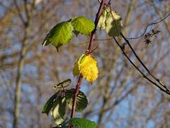 Verwelkte Blätteer Im Sonnenlicht Verwelkte Blätteer Im Sonnenlicht
