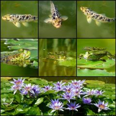 Seerosenteich Seerosenteich