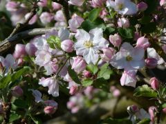 Apfelbaumblüten Apfelbaumblüten