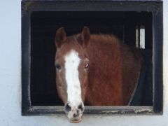 Pferd schaut aus dem Stallfenster Pferd schaut aus dem Stallfenster