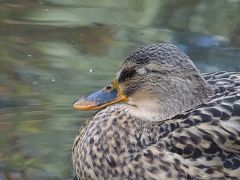 Ente schläft Ente schläft