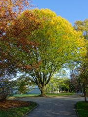 Baum im Herbst Baum im Herbst