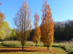 Herbstbäume Herbstbäume