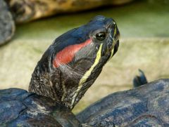 Schildkröte Schildkröte