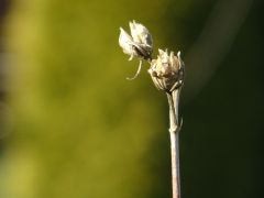 Vertrocknet Vertrocknet