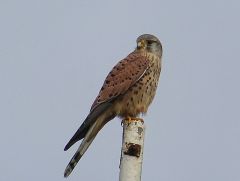 Mäusebussard Mäusebussard