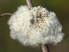 Gewächs wie Watte Gewächs wie Watte