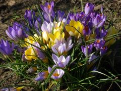 Krokus Krokus
