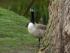 Kanadagans Kanadagans