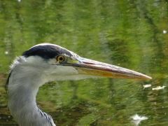 Fischreiherprofil Fischreiherprofil