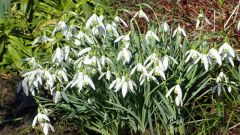 Schneeglöckchen Schneeglöckchen