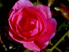 Heckenrose Heckenrose