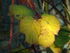 Licht und Schatten Licht und Schatten