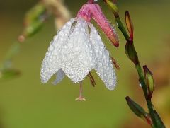 Strauchblüte mit Morgentau Strauchblüte mit Morgentau